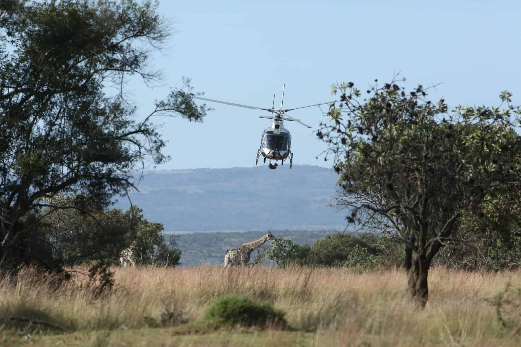 Helicopter and Giraffe (1)