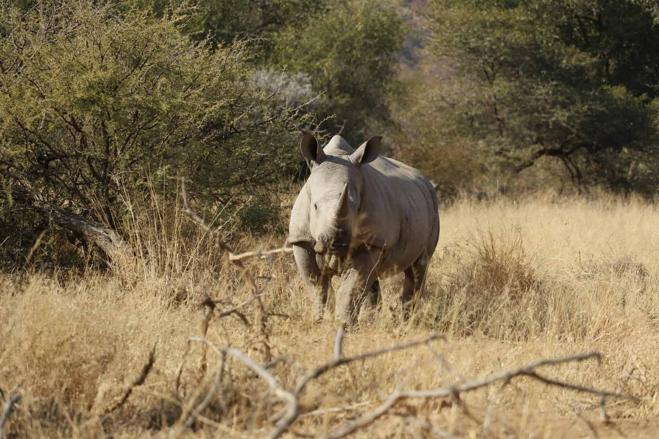 Rhino Darting Conservation